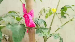 Grow tomatoes At home