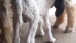 See the lamb is very beautiful