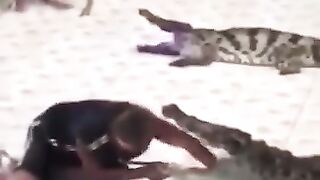 crocodile