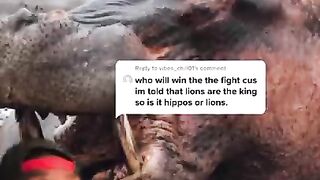 The Biggest Mistake a Lion Can Make