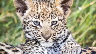 Cute Leopards
