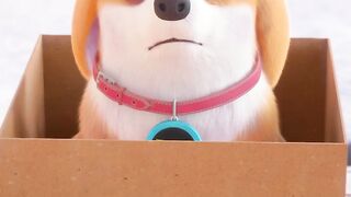 Funny Dog
