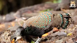 animal video