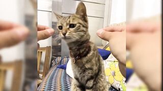 ????Funny Pet Moments ????????- Funniest Pet Videos Of 2024????????