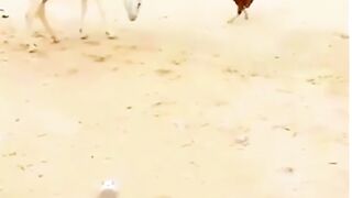 Fight between two cutes