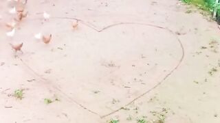 The cutest way to feed the chickens