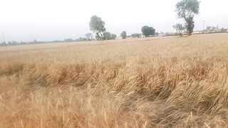 Cultivation of wheat crops