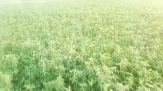 Wheat and Green fields