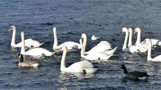 Sea with duc