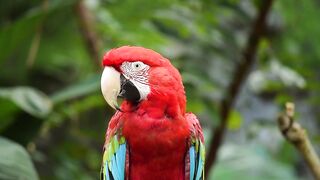 Bird parrots