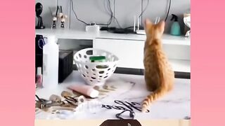 Watch how this cat dances