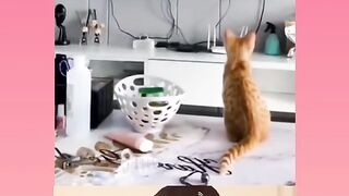 Watch how this cat dances