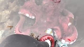 octopuses are intelligent life. he's just curious