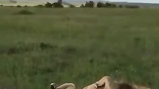 This deer is playing with fire
