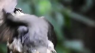Bird trying to impress a female