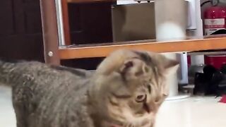 Kucing lucu bikin gemes deh