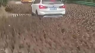 Farmers' Duck Army ????????#shorts
