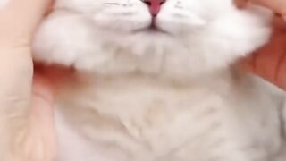 A collection of cute cats, really a great mood booster????