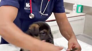 He is an excellent veterinarian
