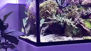 Aquarium fish