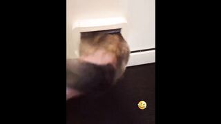 THESE CAT GET MOST POPULARITY LAST FEW YEARS>Funniest Cats And Dogs Videos ???? - Best Funny Animal Videos