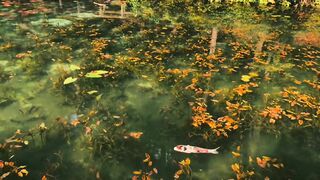 Monet’s pond in Gifu, Japan
