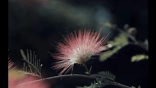 11 seconds of visual treat #nature