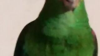 A la hora es el consentido de la casa de mariposa