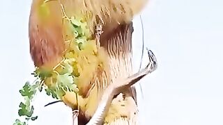 Monkey vs Cobra