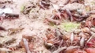 Catch shrimp