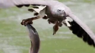 Eagle  catch a fish
