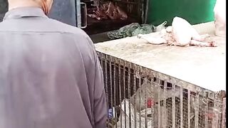 ملکہ میں فروخت ہونے والا گوشت  کیا مضرصحت ہے؟؟؟ #malka