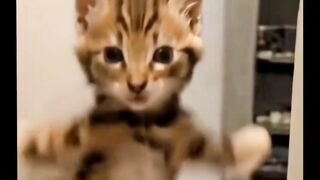 Capcut sounds #cat