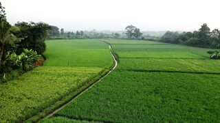 Exploring the Vastness of Rice Fields in Nature