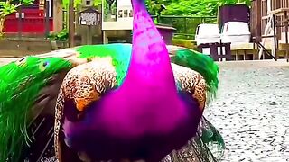 Peacock Beauty #Peacock #beauty #beautyful #Alifnur