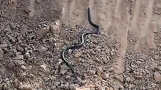 Black Cobra