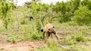 Hyena Hunt