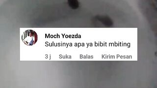 Apa solusi untuk bibit lele mBiting❓ bagaimana cara mengantisipasinya❓