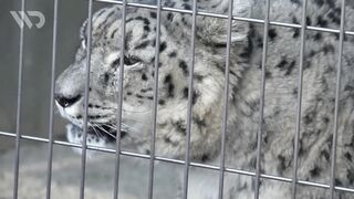 MACAN TUTUL