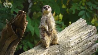 MEERKAT