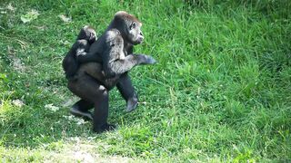gorila with child
