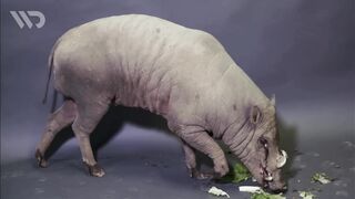 BABIRUSA