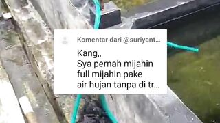 70% keberhasilan pemijahan lele itu dari KEMATANGAN gonad indukan, 30% nya dari cara kita