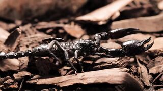 black-scorpion walking closeup