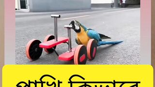 Sce the brid drive  car