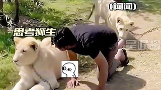 What a big lion