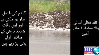 گندم کی فصل  تیار ہو چکی ہے  اور اس وقت  شدید بارش کے ساتھ  اولے بھی پڑ رہے ن