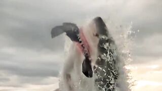 shark jump on sea