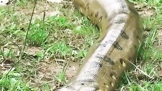 This Sloth fearlessly crawls past an anaconda  Sloths are amazing animals