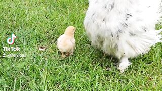 Happy chickens